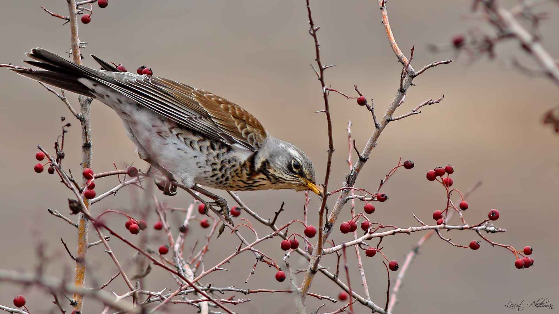 Fieldfare